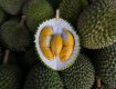 durian5_24062021